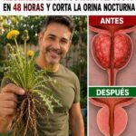 Diente de león y próstata: ¿puede realmente eliminar la orina nocturna en 48 horas?
