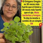 Orégano y salud: ¿realmente es “30 veces más fuerte” que el ajo y el limón?