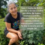 Ruda para el dolor, artritis y várices: lo que conviene saber antes de usarla