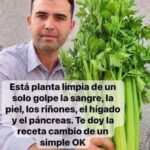 Apio y “limpieza” del organismo: qué puede aportar realmente a la sangre, riñones, hígado y páncreas