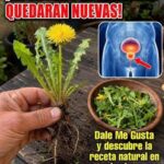 Diente de león y próstata: ¿puede esta planta mejorar los problemas para orinar?