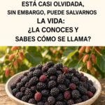 Moras: una fruta pequeña con fibra, antioxidantes y nutrientes que vale la pena conocer