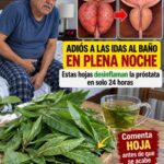 Próstata y visitas al baño por la noche: por qué ocurre y qué puede ayudar realmente
