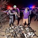 Operativo policial nocturno llama la atención por la presencia de decenas de gatos junto a dos hombres intervenidos por agentes
