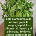 Apio y “limpieza” del organismo: qué ocurre realmente con los riñones, hígado y glucosa