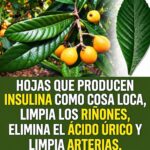 Hojas de níspero y diabetes: ¿realmente producen insulina y “limpian” los riñones?