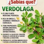 Verdolaga: una planta nutritiva que destaca por su omega-3, pero no es una “cura natural”