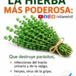 Tomillo: una hierba aromática con propiedades interesantes, pero no una cura para múltiples enfermedades
