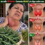 Tiroides y romero: ¿una infusión puede “reparar” la glándula en 48 horas?