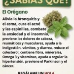 Orégano: qué beneficios tiene realmente y cuáles se han exagerado