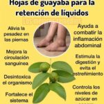 Hojas de guayaba para piernas hinchadas: qué se sabe sobre retención de líquidos, circulación y glucosa