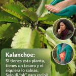 Kalanchoe: la planta de hojas carnosas que muchos tienen en casa y lo que debes saber sobre sus propiedades y riesgos