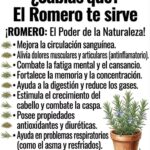 Romero: beneficios para la circulación, la memoria, el cabello y la salud después de los 50 años